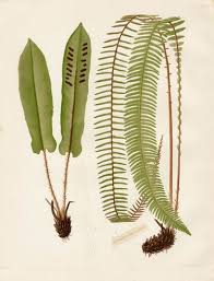 too-many-tongue-ties