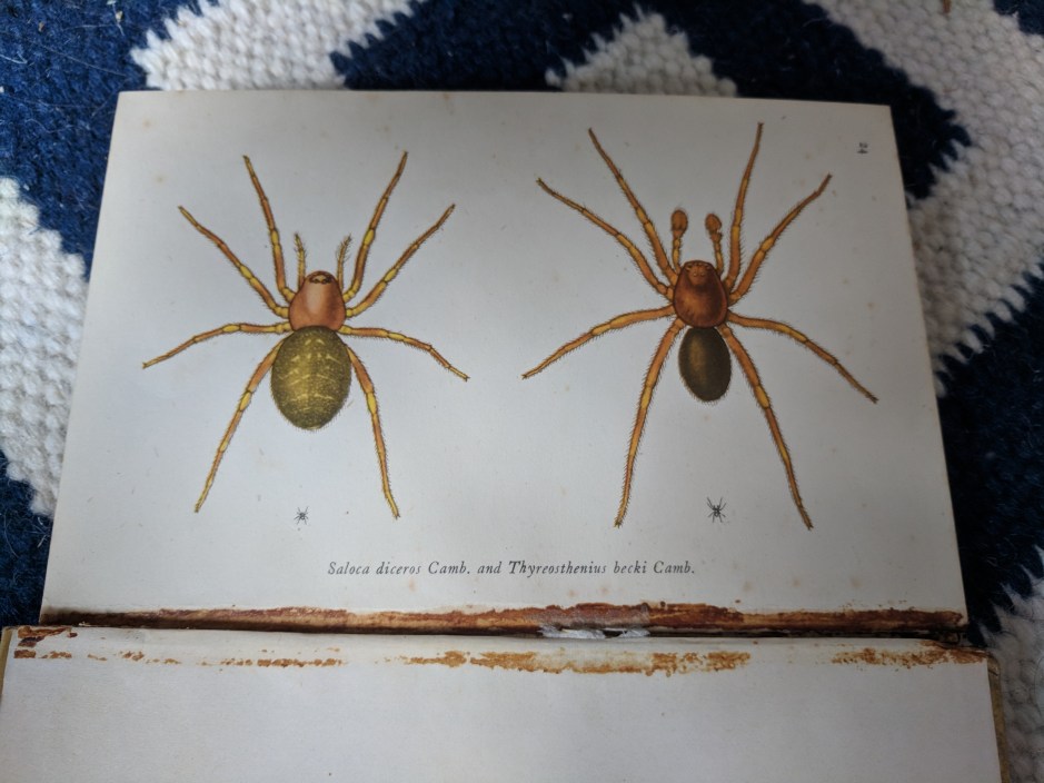 Spinning a web spiders and tongue-ties