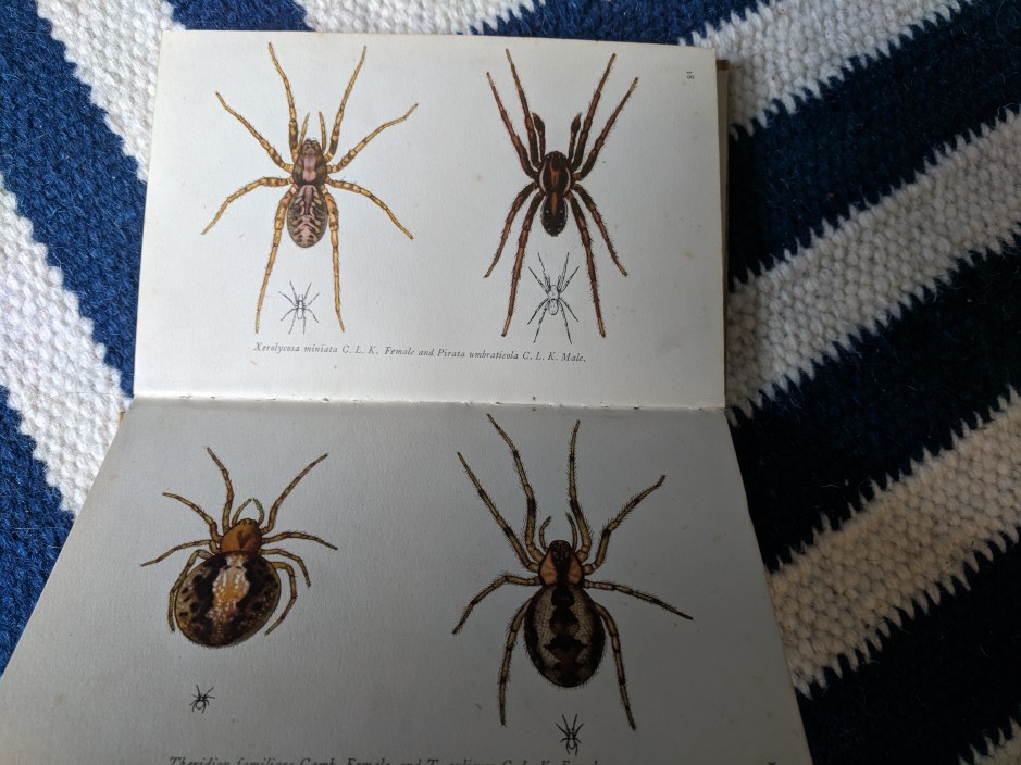 Spinning a web spiders and tongueties